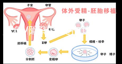 炎癥/障礙性貧血均會減少!轉換鐵蛋白偏低的原因解析