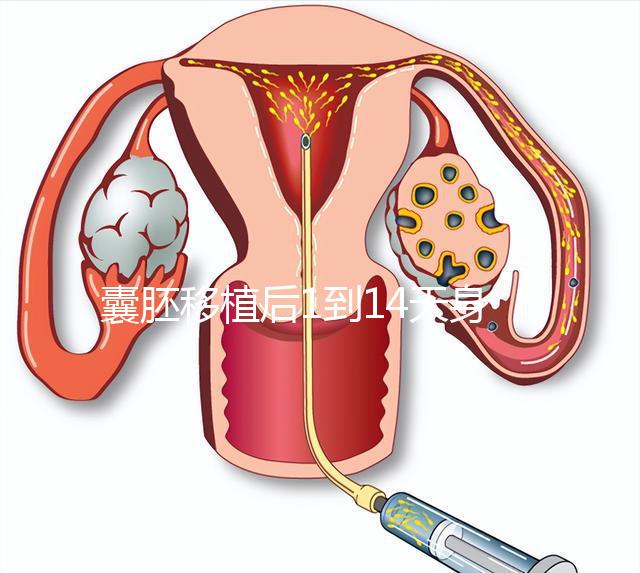 囊胚移植后1到14天身體/hcg均有變化!一張動畫圖清晰預(yù)見