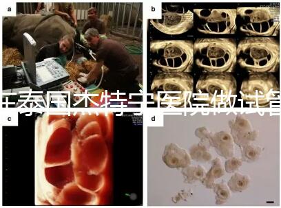 在泰國杰特寧醫院做試管嬰兒的費用明細和醫院排名清單，輕松規劃你的試管旅程！