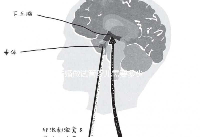 未婚做試管嬰兒需要多少錢?公立醫(yī)院費(fèi)用大概在3-12萬(wàn)