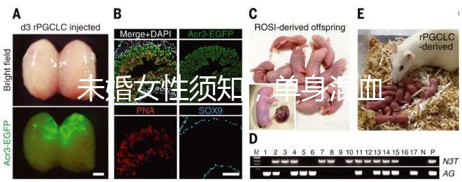 未婚女性須知，單身混血試管不是你想做就能做！