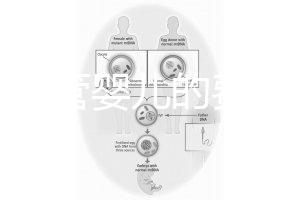 泰國試管嬰兒的費用（泰國試管嬰兒的費用是多少？）