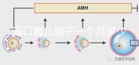 海口育兒嫂子一個(gè)月多少錢,哪個(gè)好答案總結(jié),新手父母必須看