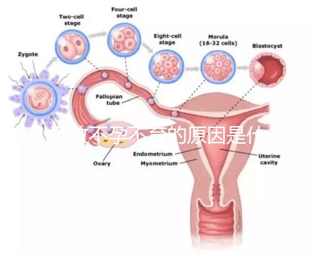 導(dǎo)致不孕不育的原因是什么?