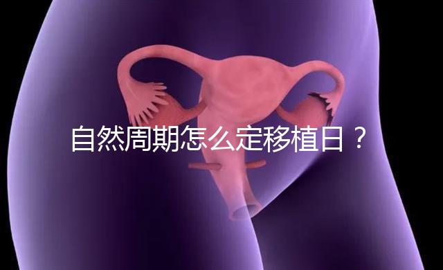 自然周期怎么定移植日?看排卵時間!胚胎或囊胚移植都不同!