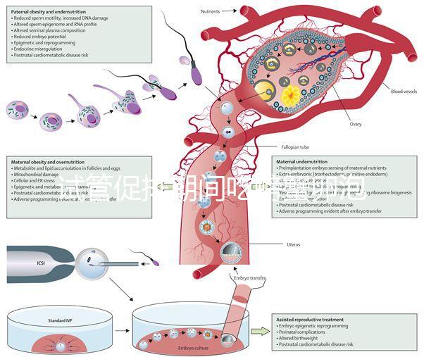 試管促排期間吃螃蟹卵泡不長了？食用后究竟會怎樣一看便知
