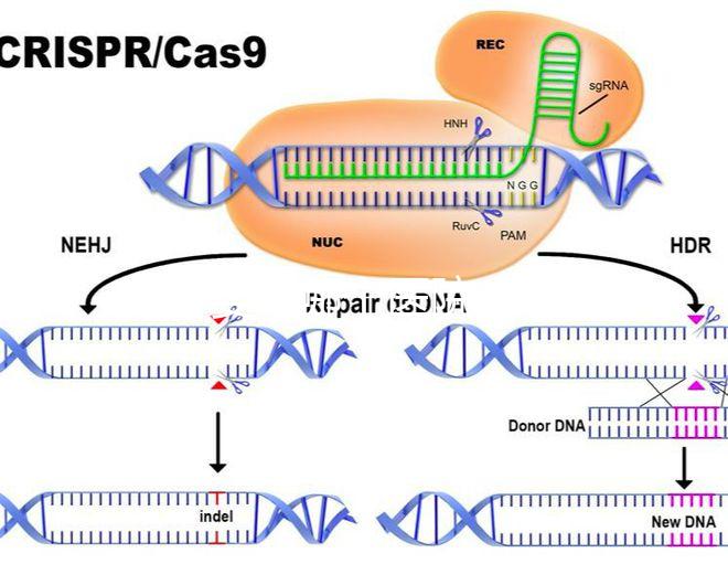 試管嬰兒哪個醫院成功率最高(試管嬰兒哪個醫院成功率最高掛號哈爾濱天元婦產)