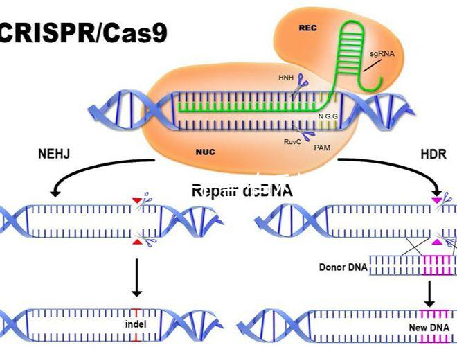 45歲生孩子各有利弊,對比優缺點就知道好不好!